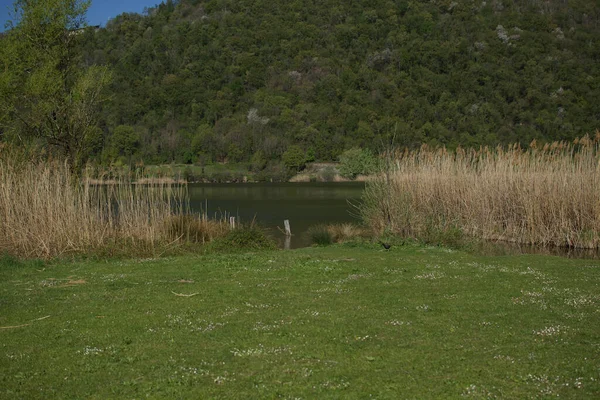 北イタリアの湖でのフラッグダニのオーストラリアの葦 — ストック写真