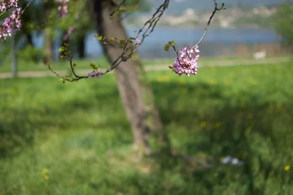 Cercis Siliquastrum Våren Blommor Makro — Stockfoto