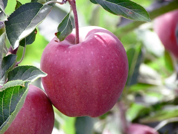 Ağaçta yeşil arkaplanı olan kırmızı elmalar