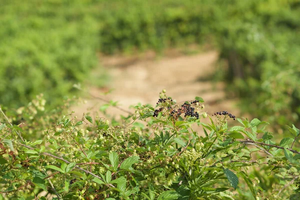 葡萄园里一排排葡萄的细枝末节 — 图库照片