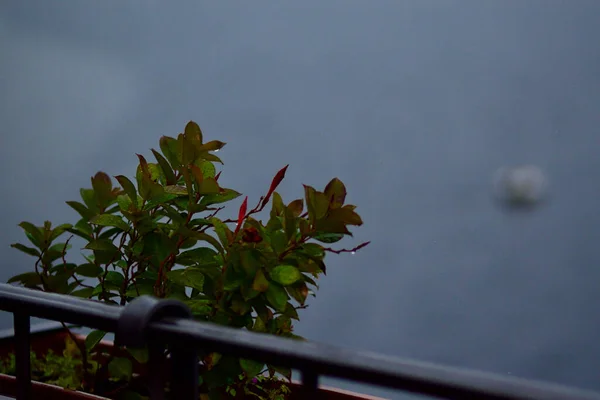 Дождь Падает Зеленые Листья Маленького Растения Балюстраде Озера Заднем Плане — стоковое фото