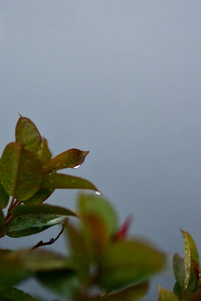 Déšť Padá Zelené Listy Malé Rostliny Zábradlí Jezera Pozadí — Stock fotografie