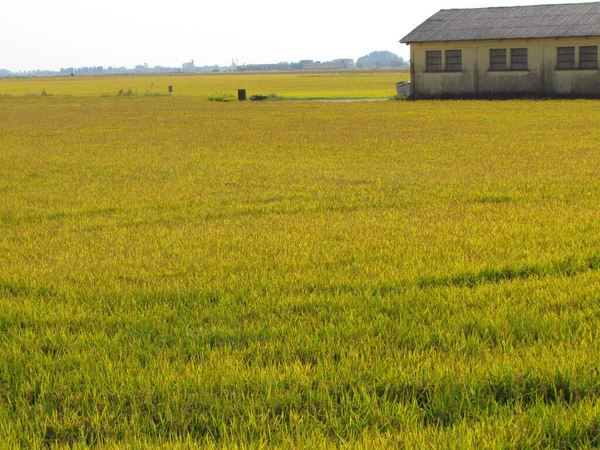 Рисовые Поля Расцвете Сил Рядом Фермой — стоковое фото