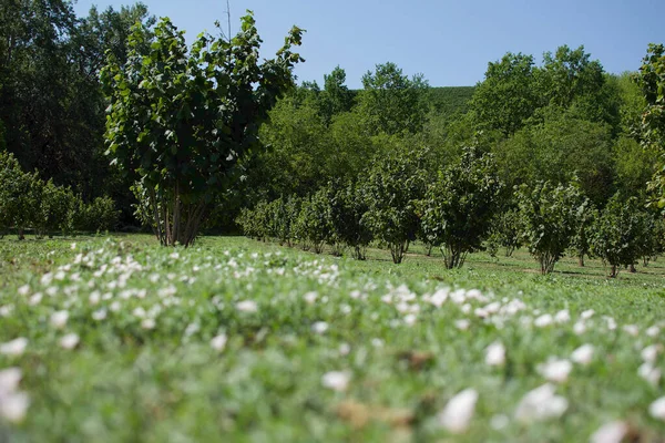 意大利榛子林 有阳光下的树和前景中的小野花 — 图库照片