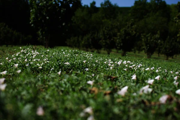 手前にはイタリアのヘーゼルナッツの木立と小さな野の花 — ストック写真