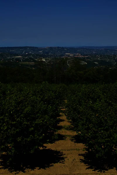 Walnotenbomen Voorgrond Tegen Een Achtergrond Van Groene Heuvels — Stockfoto