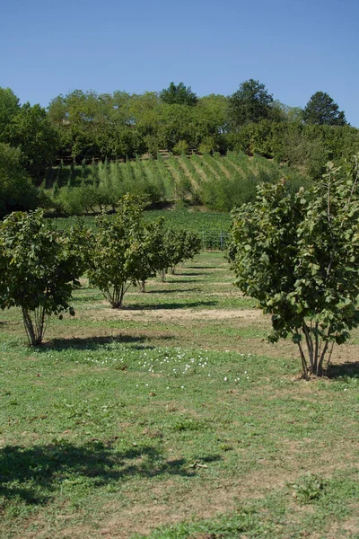 Italiaanse Hazelnootboomgaard Met Zonovergoten Bomen Kleine Wilde Bloemen Voorgrond — Stockfoto