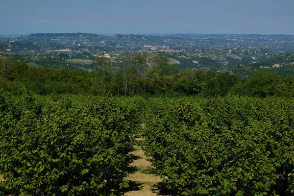 Walnut Trees Foreground Backdrop Verdant Hills — Stock Photo, Image