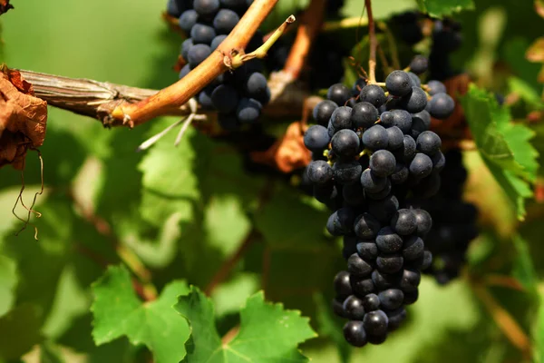 Détails Grappes Raisins Juste Vigne Avec Fond Rangée Vignes — Photo