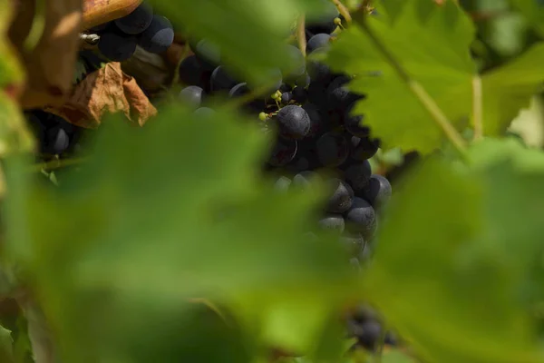 Détails Grappes Raisins Juste Vigne Avec Fond Rangée Vignes — Photo