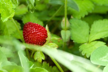 Çimlerin arasında küçük bir kırmızı orman böğürtleninin makro fotoğrafı