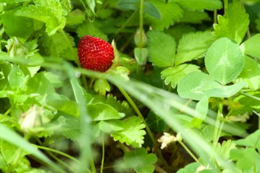 Çimlerin arasında küçük bir kırmızı orman böğürtleninin makro fotoğrafı