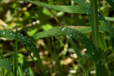 Küçük çiy damlaları olan bir çimen sapının makro fotoğrafı