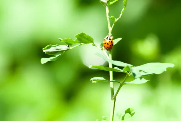 stock image macro photography of a little maculated red-black Melolontha melolontha on a thin green stem of a plant in the morning sunlight