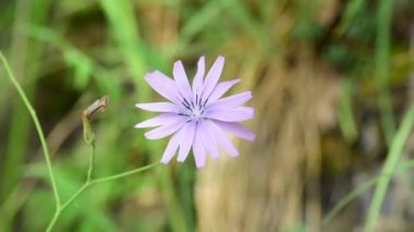 Cichorium intybus IT Cicoria