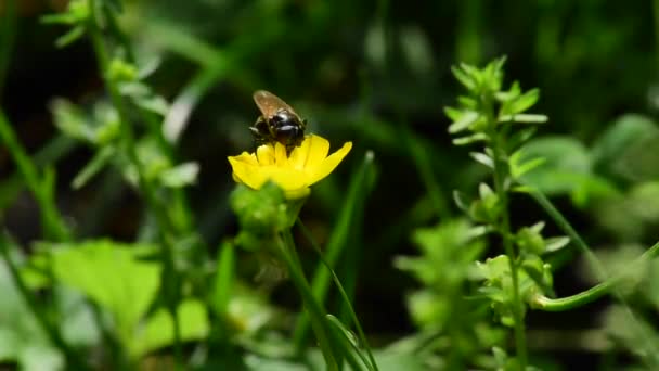 苍蝇在绿色的森林里从一朵黄色的花中采蜜 — 图库视频影像