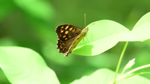 Hamearis Lucina Ονομάζεται Πεταλούδα Lucina Στο Πράσινο Δάσος — Αρχείο Βίντεο