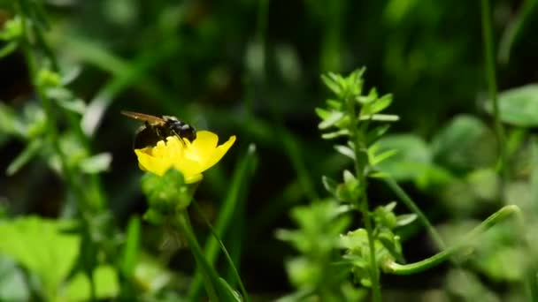 Mucha Bierze Pyłek Żółtego Kwiatu Zielonym Lesie — Wideo stockowe