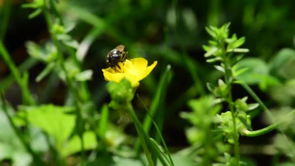 Mucha Bierze Pyłek Żółtego Kwiatu Zielonym Lesie — Wideo stockowe
