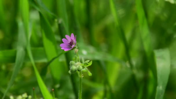 森の緑の中の小さな紫色の野の花 — ストック動画