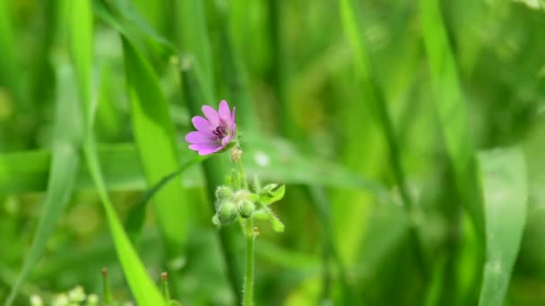 Маленький Фиолетовый Полевой Цветок Лесу Зелёный — стоковое видео