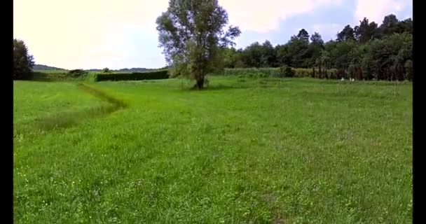 緑の田舎の孤立した木の空中眺め — ストック動画