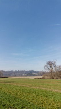 Çok uzun bir köknar ağacı. Bir yol kavşağının ortasında. Noel zamanı mavi ışıkta parlıyordu.