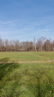 Çok uzun bir köknar ağacı. Bir yol kavşağının ortasında. Noel zamanı mavi ışıkta parlıyordu.