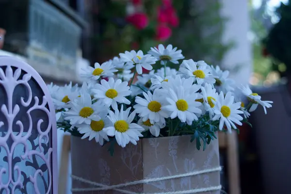 Papatyalar... Leucanthemum vulgare... zarif ve kırsal bir kompozisyonda... ahşap masa üzerindeki eski bir lambanın yanında...