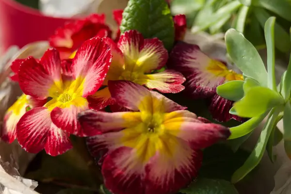 Primula vulgaris adı verilen botanik dalında çok renkli çuha çiçeklerinin yapraklarını kapatın.