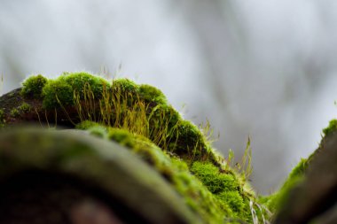 İlkbaharda Dicranum Scoparium yeşili makroyu kapat