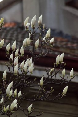 Beyaz manolya çiçekleri baharda dallarda tomurcuklanır.