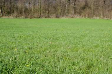 Geniş yeşil bir alanda tarakacum memurunun sarı yapraklı çiçeklerine yakın plan.