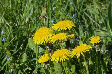 Geniş yeşil bir alanda tarakacum memurunun sarı yapraklı çiçeklerine yakın plan.