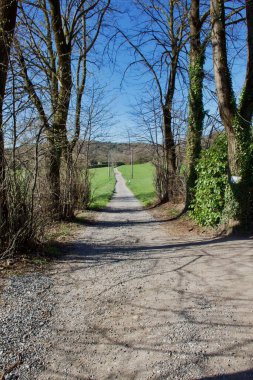 Kırsal kesimde yüksek yeşil ağaçlar arasında dikey bir gelecek var.
