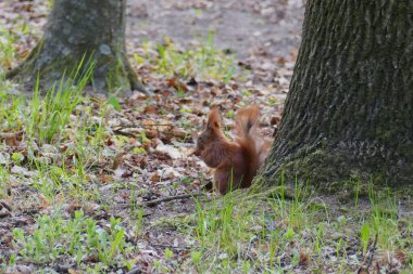 A pretty red squirrel eating the fruits of a tree in a park