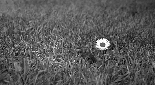 Μικρό Λουλούδι Στο Λιβάδι Γκρι Άσπρες Αποχρώσεις — Φωτογραφία Αρχείου
