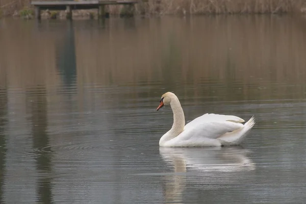 stock image adult white swan swimming on water