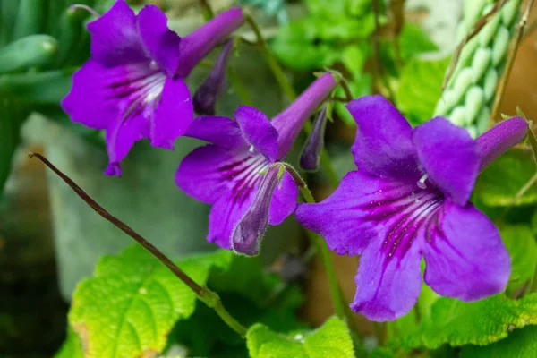 Purple Daisy Flower Garden Green Leaves Background — Stock Photo, Image