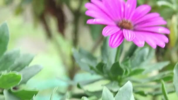 Różowy Stokrotka Kwiat Ogrodzie Zielonymi Liśćmi Tła — Wideo stockowe