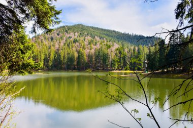 Ormanda yeşil kozalaklı ağaçlar olan göl