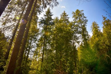 Ormanda yeşil ağaçlar, doğa bitki örtüsü