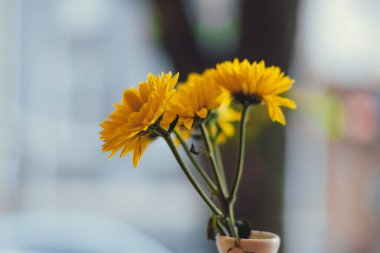 bir vazoda sarı çiçek