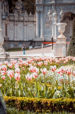 Parktaki fıskiyenin yanındaki güzel beyaz çiçeğin dikey görüntüsü.