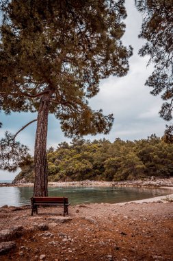 Yalnız ağaç deniz kıyısında.