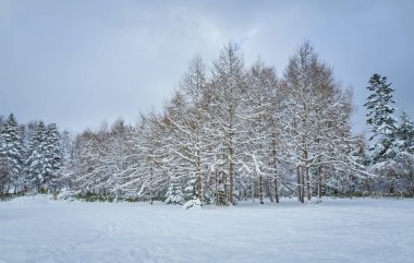 Beautiful view on covered snow scenery winter forest