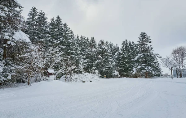 Beautiful View Covered Snow Scenery Winter Forest — Fotografia de Stock