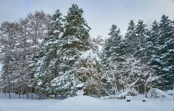 Beautiful View Covered Snow Scenery Winter Forest — Fotografia de Stock
