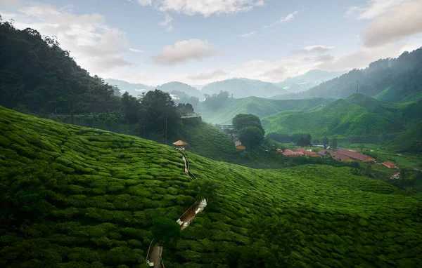Wspaniały Widok Plantację Herbaty Cameron Highlands Malezji — Zdjęcie stockowe