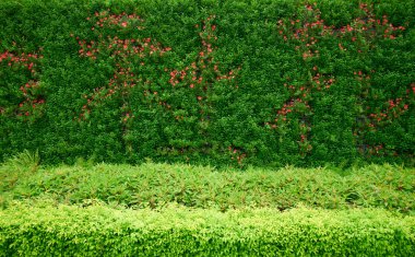 Güzel bahçe çiçekleri yeşil çim duvar